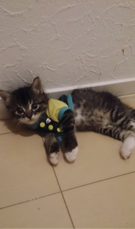 Screenshot_20260203-114119~2