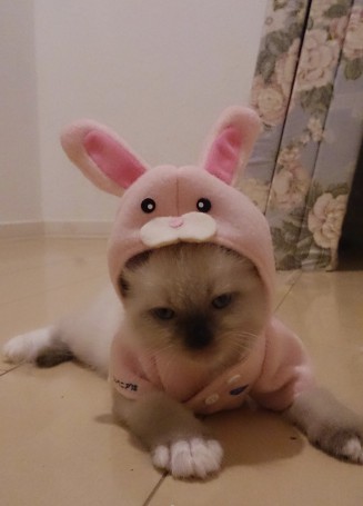 Screenshot_20260203-203736~2