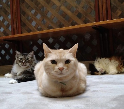 Screenshot_20260218-044837~3